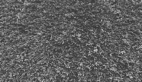 Gray grass texture, black and white grass seamless texture, panoramic ...