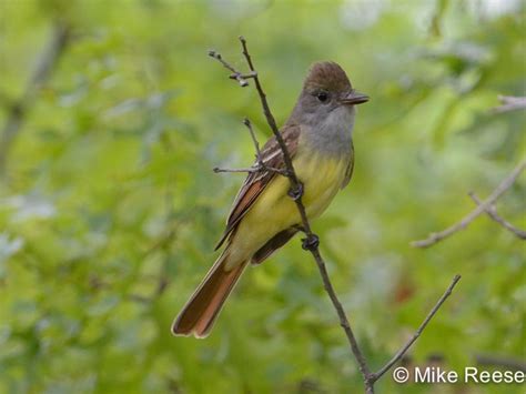 Atlas Photo Gallery Great Crested Flycatcher Wisconsin Society For