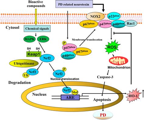 Frontiers Pharmacological Modulation Of Nrf2 HO 1 Signaling Pathway