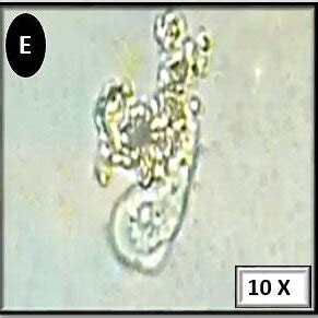 Amoeba sp. movement pattern showing: (A-E) Control samples moving ...