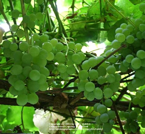 fox grape vitis himrod   grapes  gardenorg
