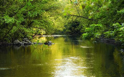 緑の小川 緑の木々 自然 川 夏 緑 写真 美しい 屋外 川 小川 小川 風景 HDデスクトップの壁紙