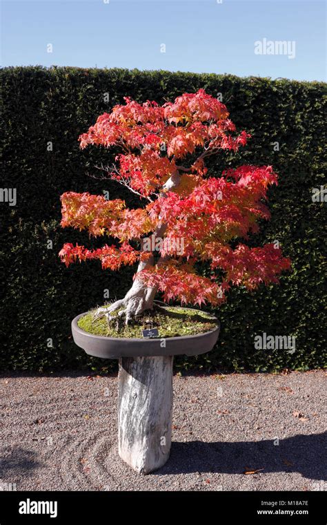 Roter Bonsai Fotos Und Bildmaterial In Hoher Aufl Sung Alamy