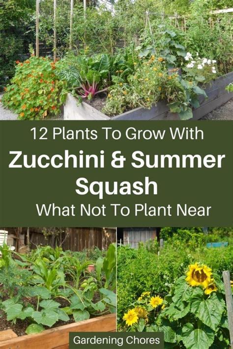 12 Best Companion Plants For Zucchini And Summer Squash 3 To Avoid