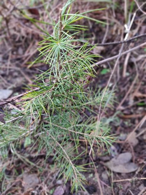 Deodar Tree. Cedrus Deodara, Deodar Cedar, Himalayan Cedar, Or Deodar. Almora District ...