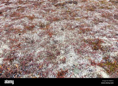 Background of arctic tundra vegetation with lichen, dwarf birch and ...