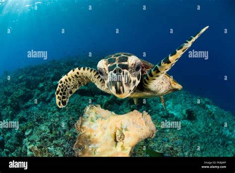 Hawksbill Turtles Hi Res Stock Photography And Images Alamy