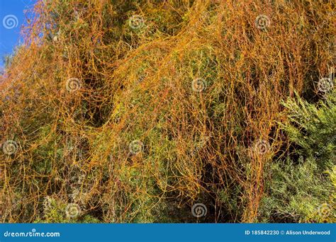 Orange Love Vine Cassytha Filiformis. Growing Over A Malaleuca Tree ...