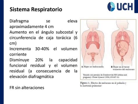 CAMBIOS FISIOLOGICOS DURANTE EL EMBARAZO Pdf