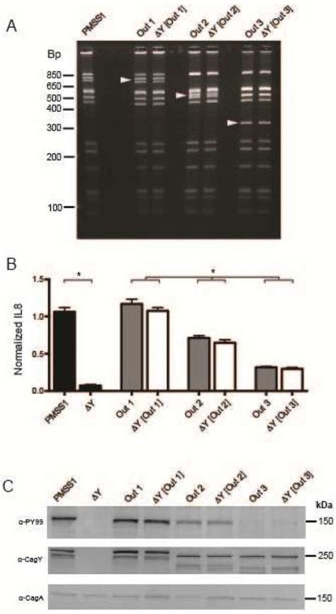 Cagy Is A Molecular Rheostat That Alters The Inflammatory Capacity Of H