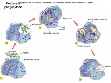 Ppt Microbiology Chapter 14 Powerpoint Presentation Free Download