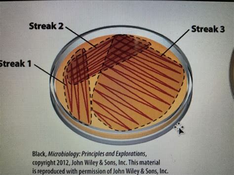 2 3 Culturing Microorganisms Flashcards Quizlet