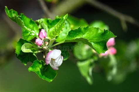 Apple Blossoms Apple Tree Spring Flowers Malus Stock Image Image Of Fresh Sunny 306654783