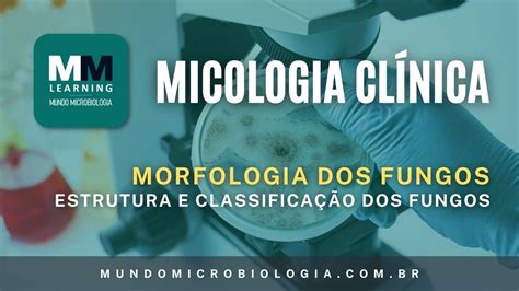 Estrutura E Classificação Dos Fungos Micologia Clínica Youtube