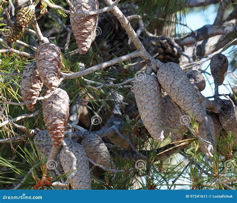 Pinus Pinaster Ou Pin Maritime Avec Des Fleurs Image Stock Image Du