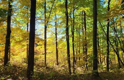 Fall Color Hike: Trail 1, Brown County State Park - State of Indiana