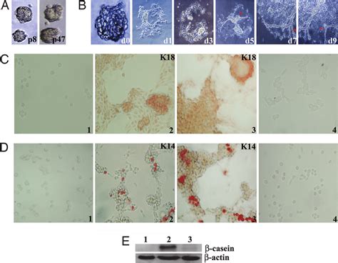 Analysis Of Mammospheres Generated By LA7 Cells A Self Renewing