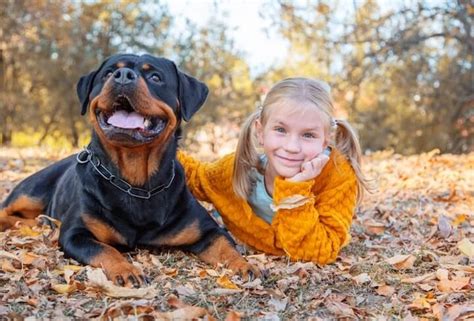 Los Rottweiler una raza adecuada para convivir con niños