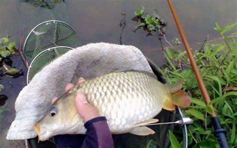 春釣鯉魚時，能有這2種尿性餌，釣魚人拍手叫好，不得不服 每日頭條