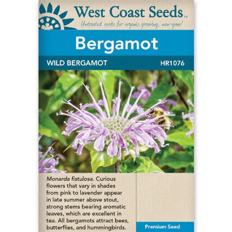 Bergamot Wild – All Seasons Garden Centre