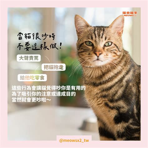 貓咪晚上不睡覺怎麼辦 喵食喵事 Meowsx2