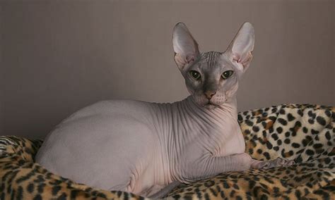 Hairless Cat Price Atelier Yuwa Ciao Jp