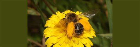 Handig Bepakte Bijen Natuurwijzer