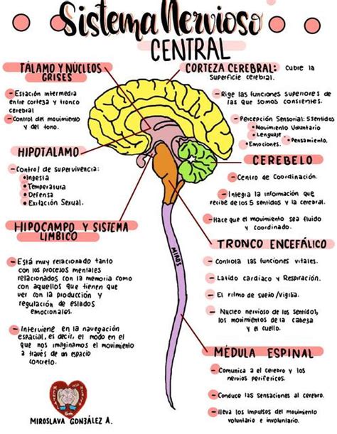 Sistema Nervioso Udocz