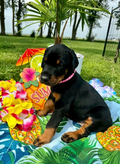 Royal Dynasty Dobermann Kennel Doberman Pinscher Puppies For Sale In