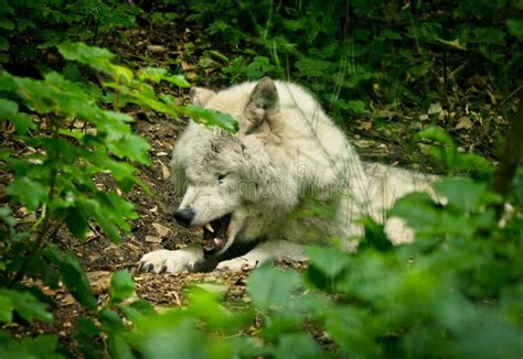 Snarling wolf stock photo. Image of snarling, wildlife - 17871456