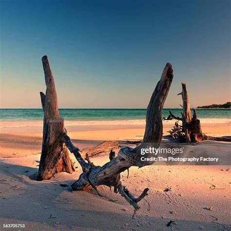 Disappearing Island Florida Photos And Premium High Res Pictures