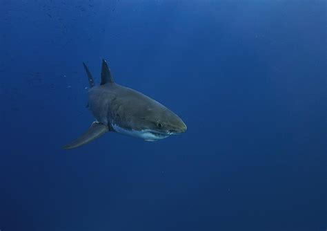 800lb Shark That Was Off The New Jersey Coast