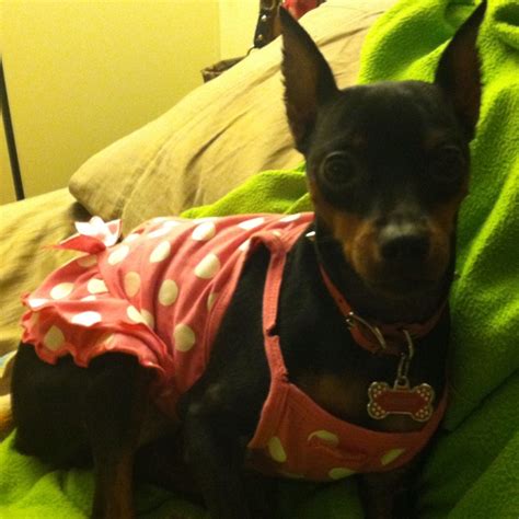 Min pin Min Pins, Miniature Pinscher, Doberman Pinscher, Baby Love, Puppy Love, Doggies, Boston ...