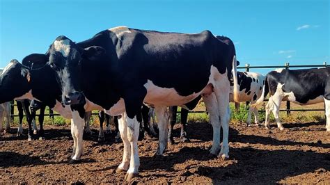 Lote De Vacas Prenhas De At Kg De Leite Por Dia Fazenda Z De