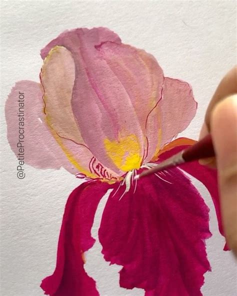 Kanchan Kaul Artist On Instagram Bearded Iris In Gouache I Painted