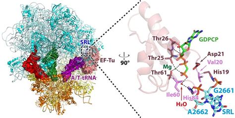 Ribosome Triggered Gtp Hydrolysis By Ef Tu Left A Ribosome Bound