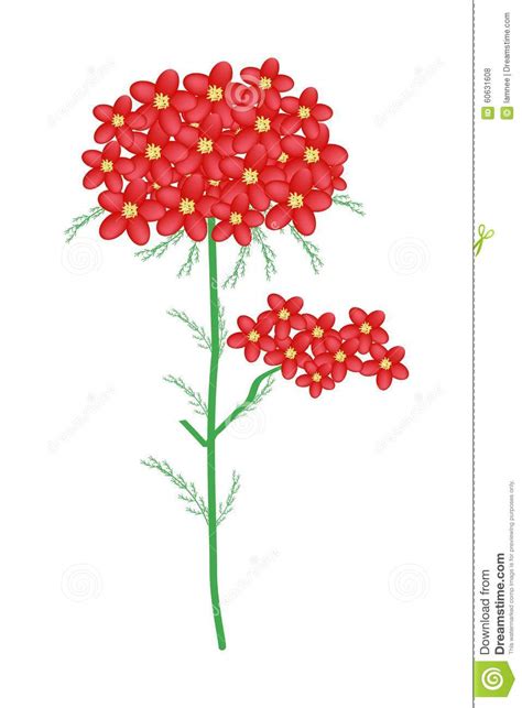 Flores Rojas De Yarrow Flowers O De Achillea Millefolium Ilustración Del Vector Ilustración De