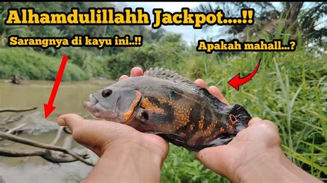 MANCING DAPAT JACKPOT IKAN HIAS DI SUNGAI UMPAN JANGKRIK YouTube