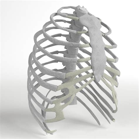 Human Rib Cage 3d Model Turbosquid 1176687