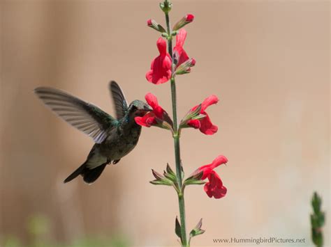 Attract hummingbirds