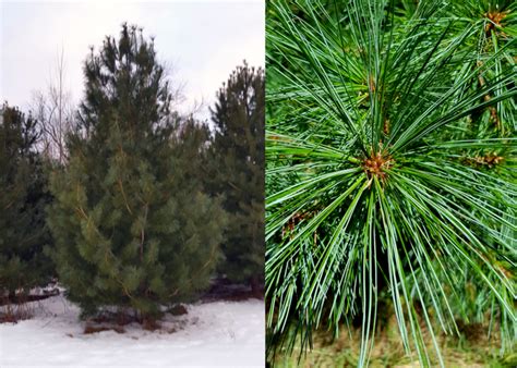 Korean Stone Pine Pinus Koraiensis Beautiful Trees Edible Pine