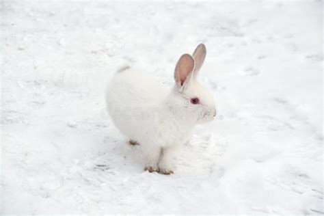 A Small White Rabbit Runs Through The Snow In The Forest Stock Image