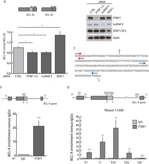 Figure 4 From Regulation Of BCL X Splicing Reveals A Role For The