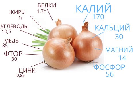 Лук - польза, вред и свойства овоща для организма человека