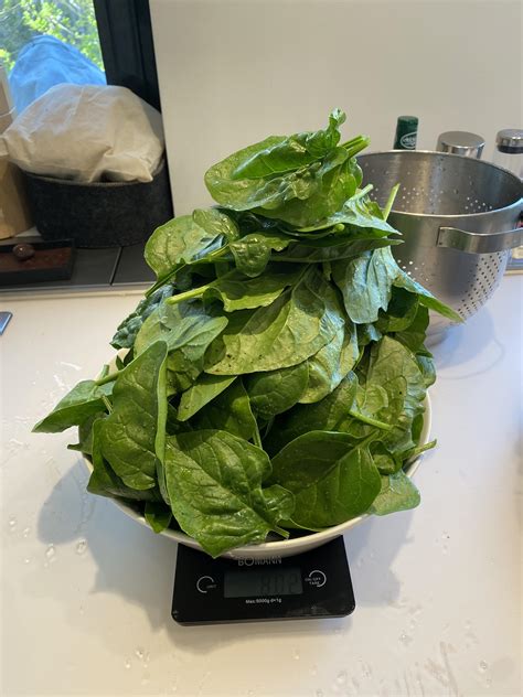 Daily spinach harvest :) : r/vegetablegardening