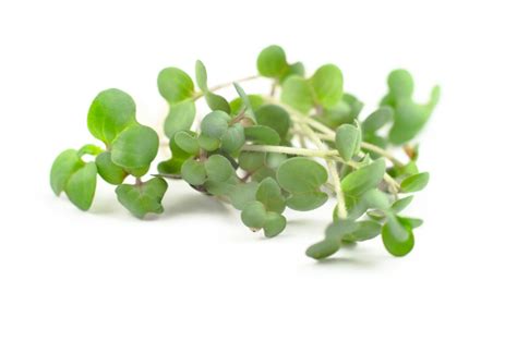 Sorten Sprossen Samen Microgreens Keimsprossen Mix Mikrogr N Vegan