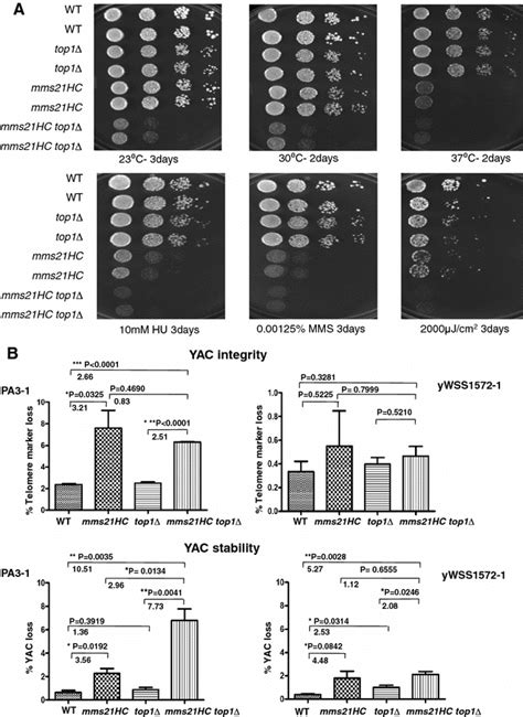 A Genetic Interaction Between Mms21hc And Top1 Mutants Wild Type