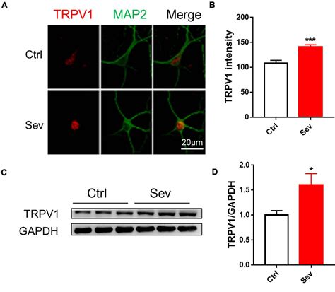 Frontiers TRPV1 Antagonist Prevents Neonatal Sevoflurane Induced