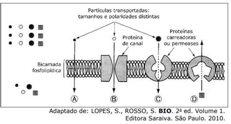 Questões sobre Transporte Passivo Osmose Transporte Ativo