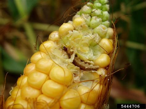 European Corn Borer Ostrinia Nubilalis